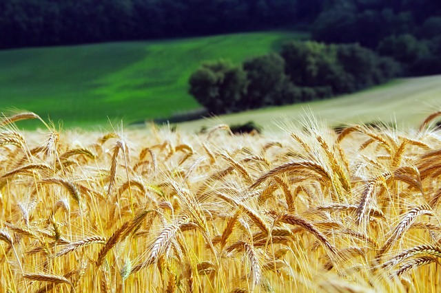 wheat-1995041_640